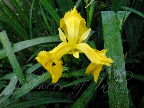 Yellow Iris